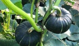 网红小视频吃瓜免费,免费福利等你来拿！